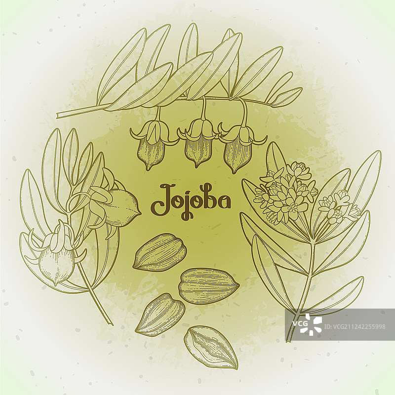 荷荷巴植物图图片素材