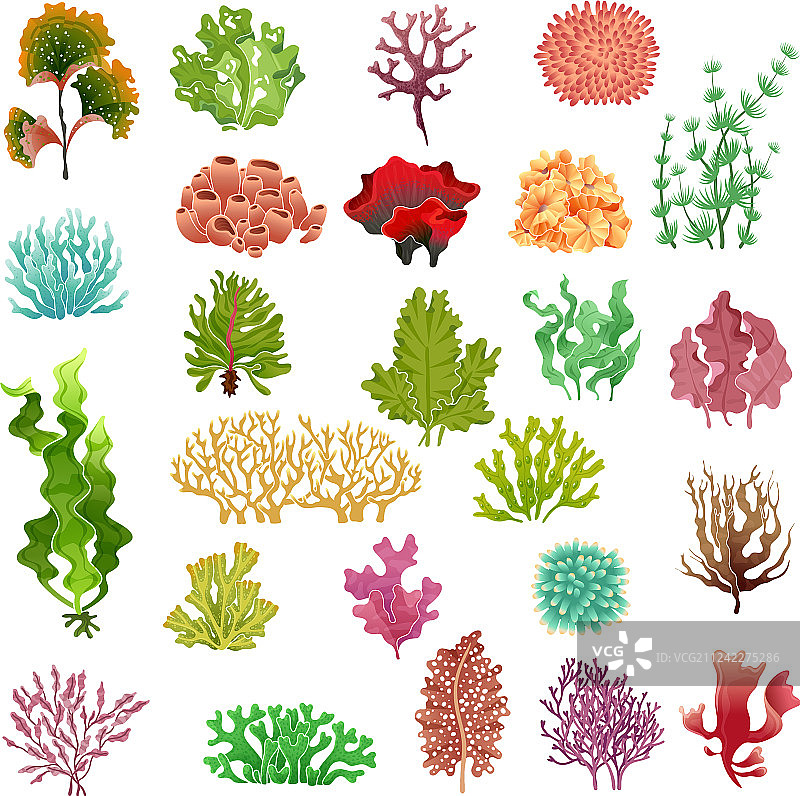 珊瑚和海藻水下植物海水图片素材