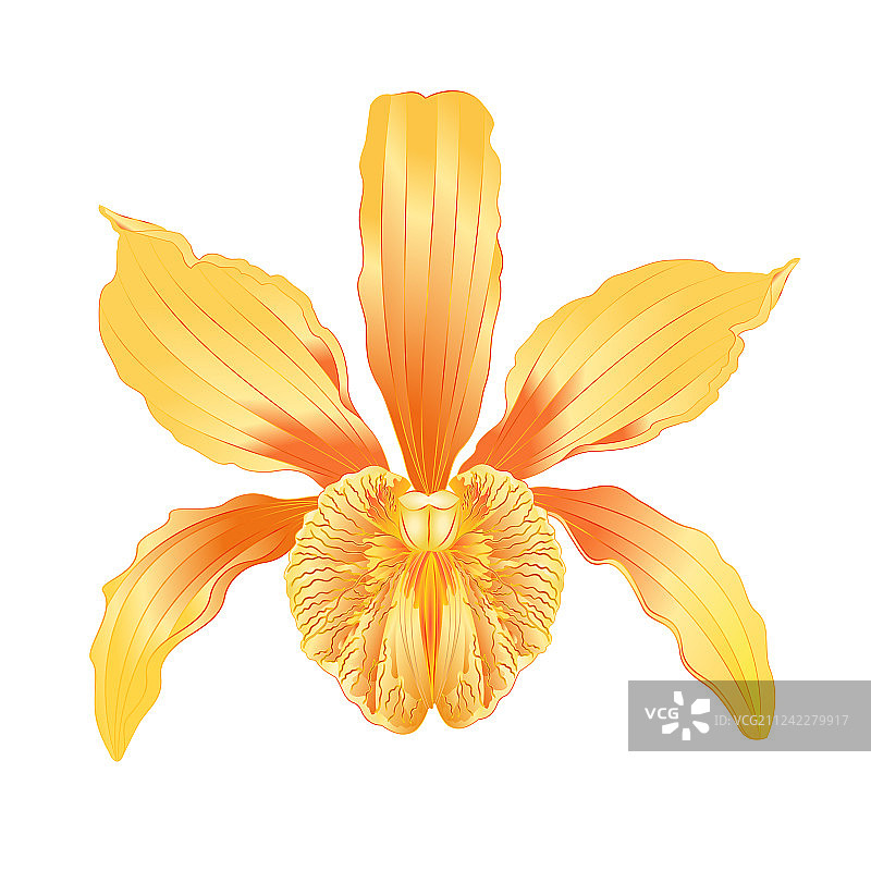 热带兰花卡特兰杂交品种图片素材