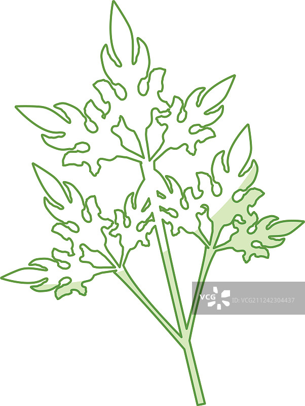 新鲜香菜图片素材