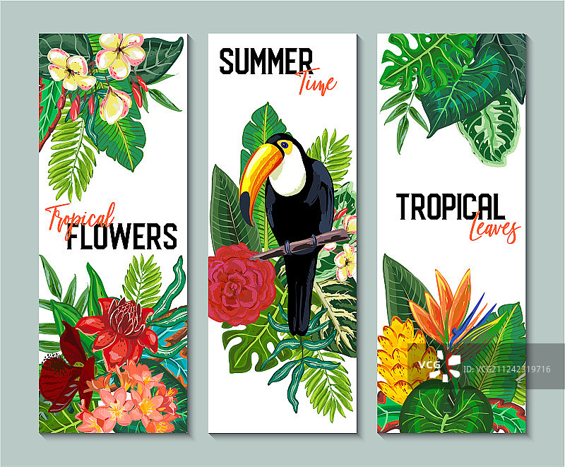 巨嘴鸟卡片图案合集图片素材