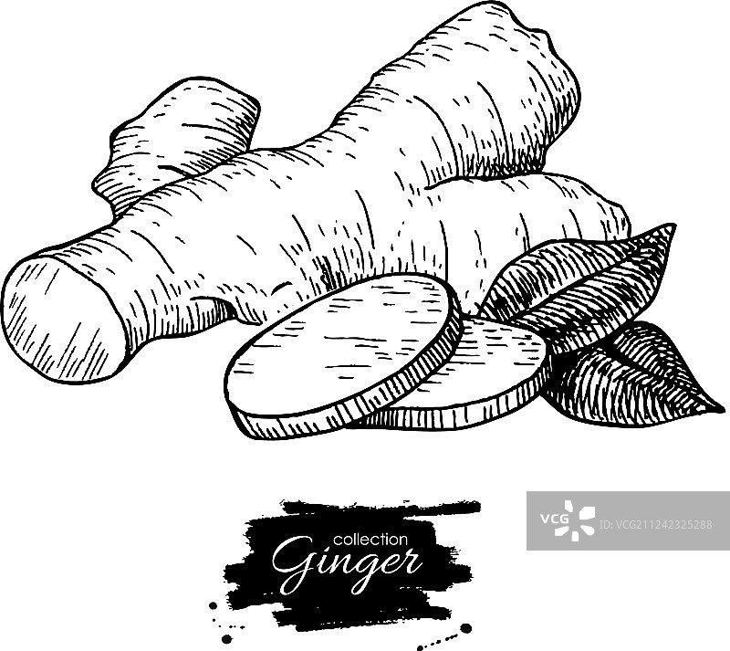 手绘姜根图片素材