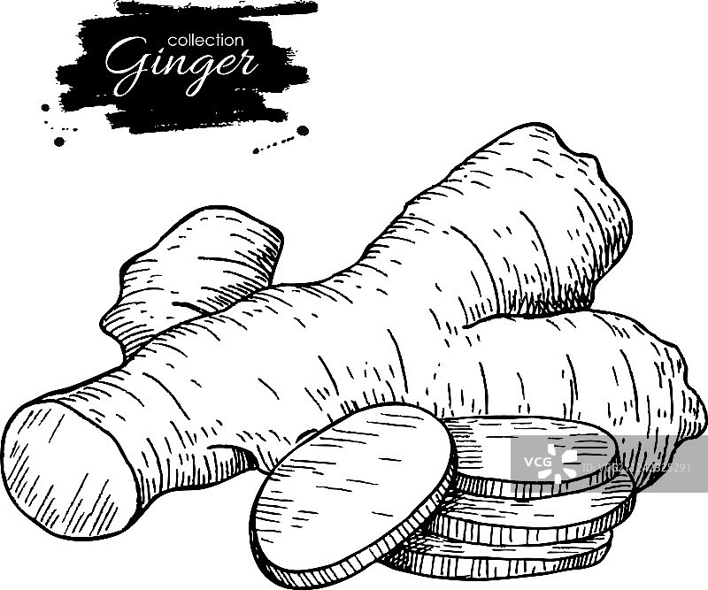 手绘姜根图片素材