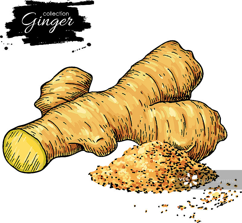 手绘姜根图片素材