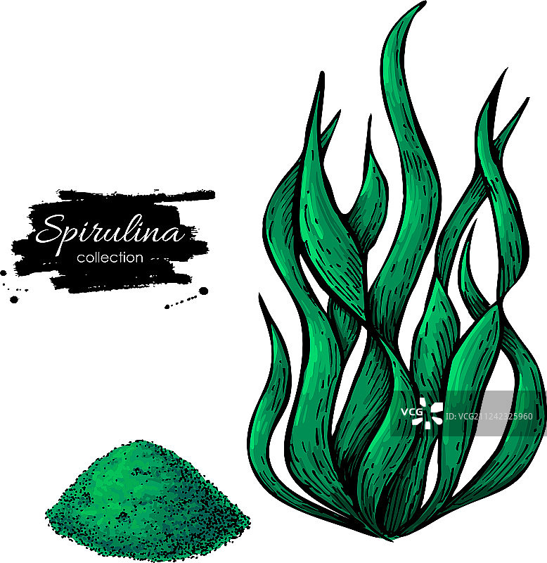 手绘螺旋藻海藻粉图片素材