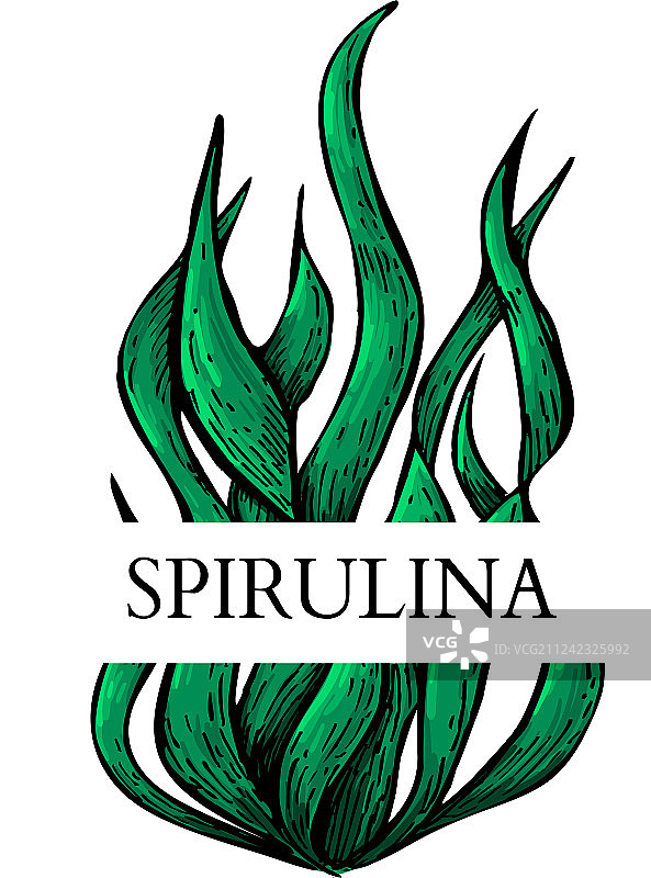 手绘螺旋藻隔离标签图片素材