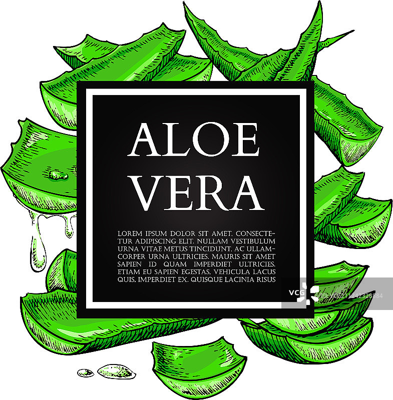 手绘边框芦荟图片素材