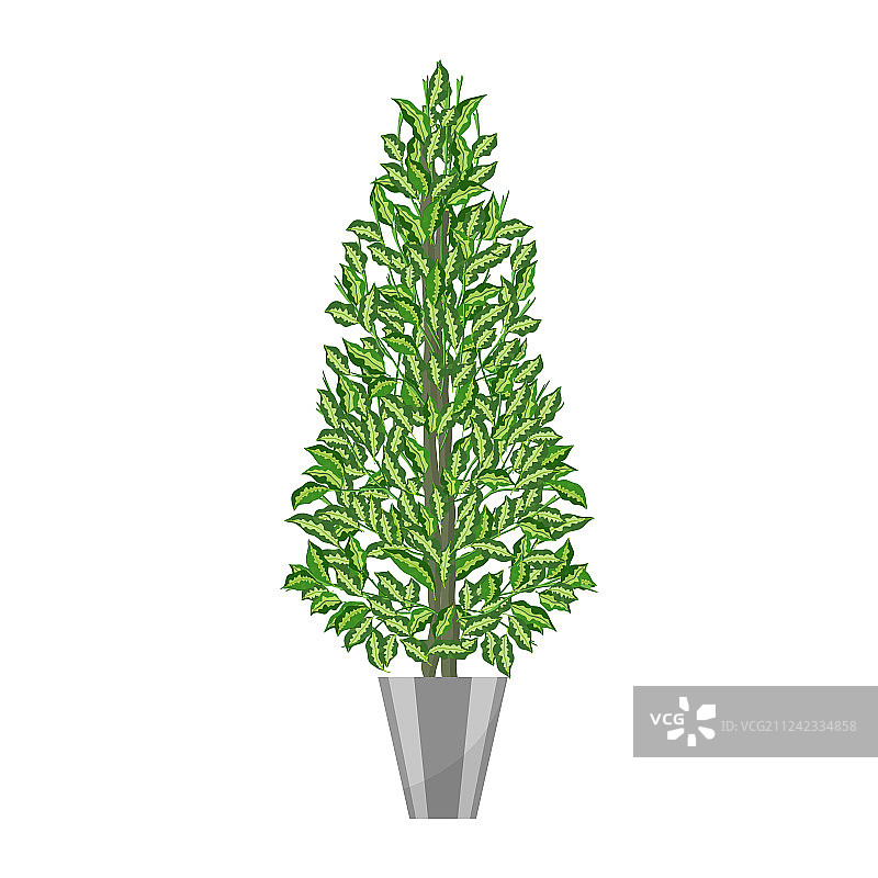 盆栽垂叶榕图片素材