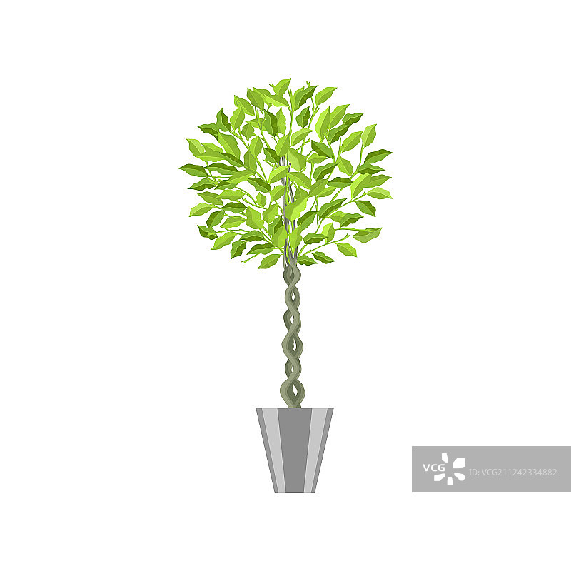 盆栽垂叶榕图片素材