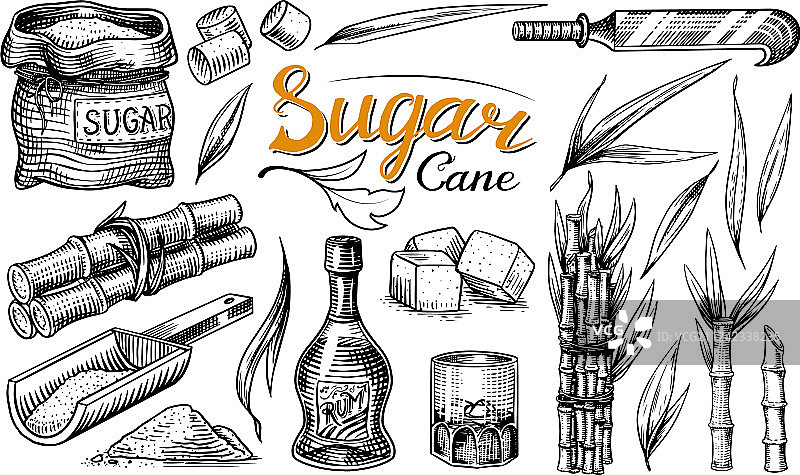 带甘蔗叶的蔗糖图片素材