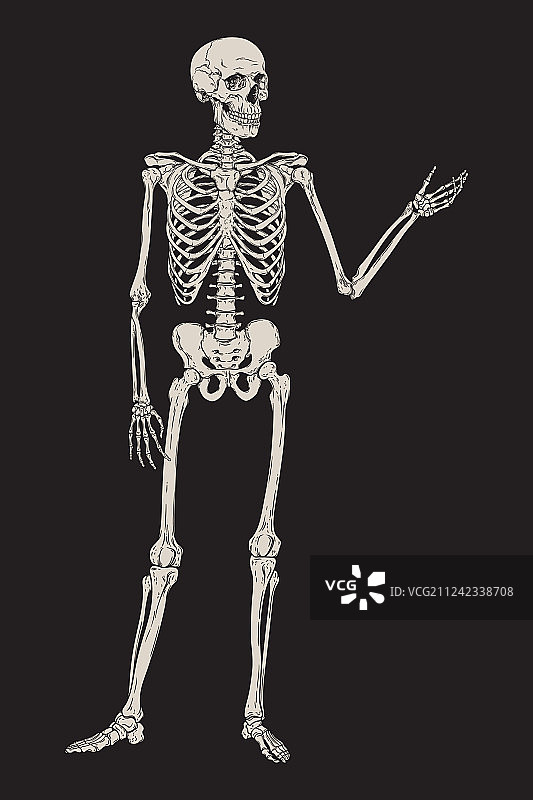 黑色背景上的人体骨骼姿势图片素材