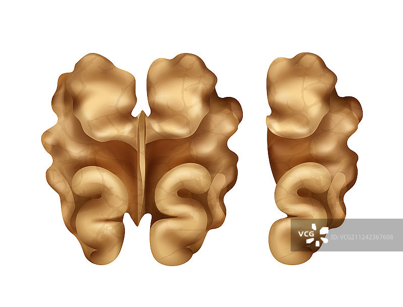 两个核桃仁图片素材