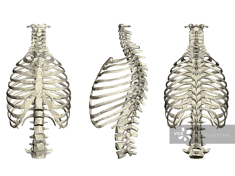 人体胸腔和脊柱3D正面组合图片素材