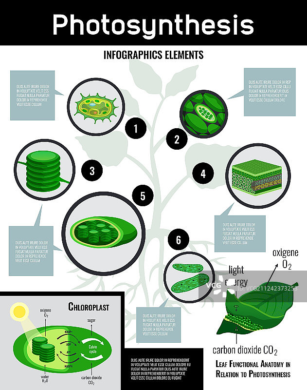 生物光合作用信息图海报图片素材