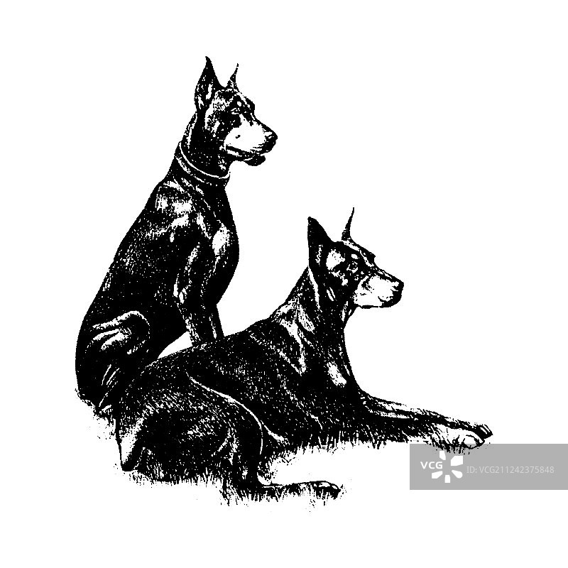 手绘杜宾犬复古图案图片素材