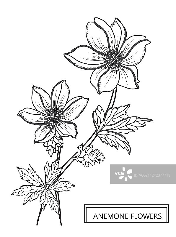 手绘花卉装饰图片素材