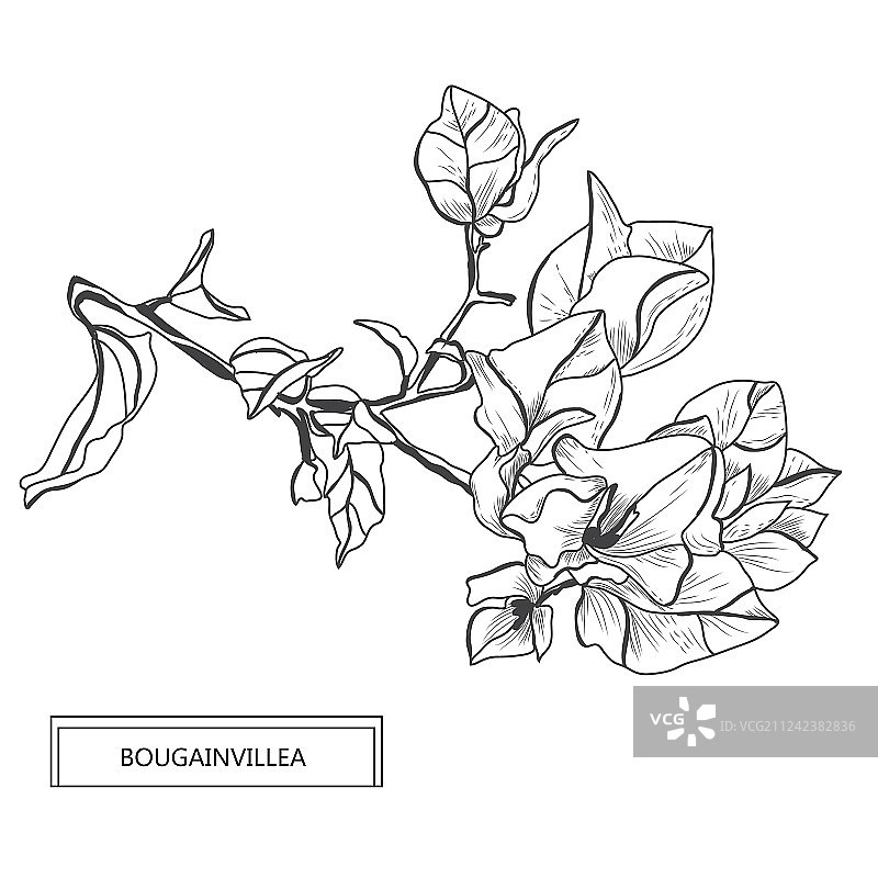 手绘花卉装饰图片素材