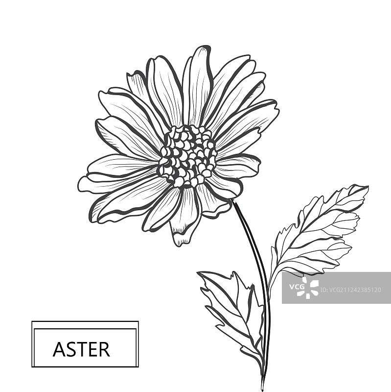 手绘花卉装饰图片素材