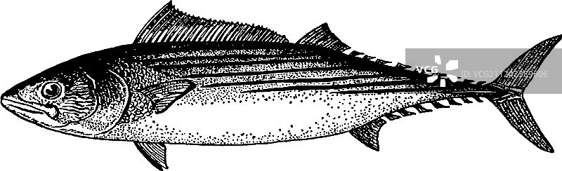 手绘鱼素描图片素材