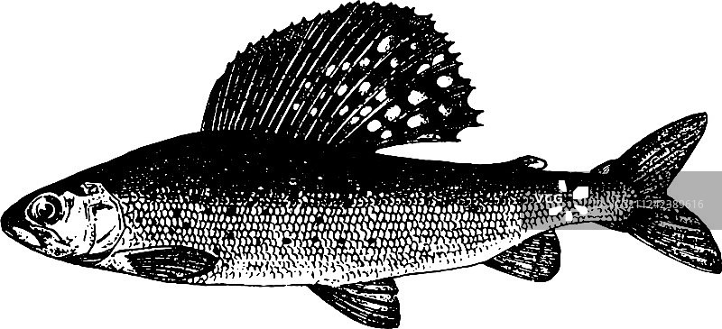 手绘鱼素描图片素材