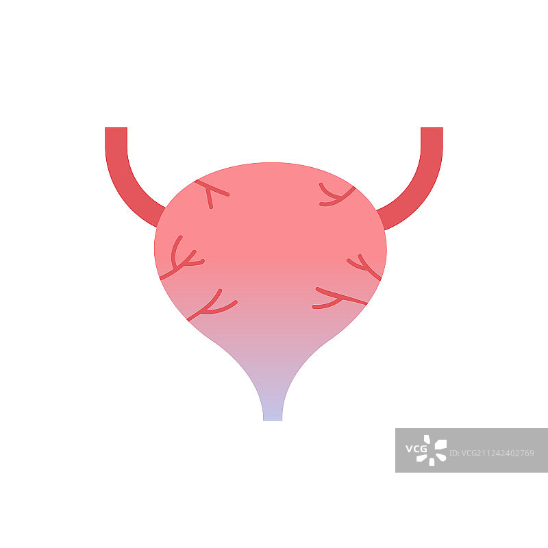 泌尿膀胱人体器官解剖医疗保健图片素材