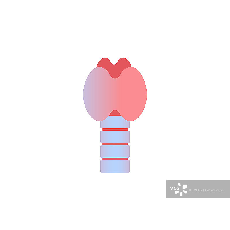 带气管和喉的甲状腺图片素材