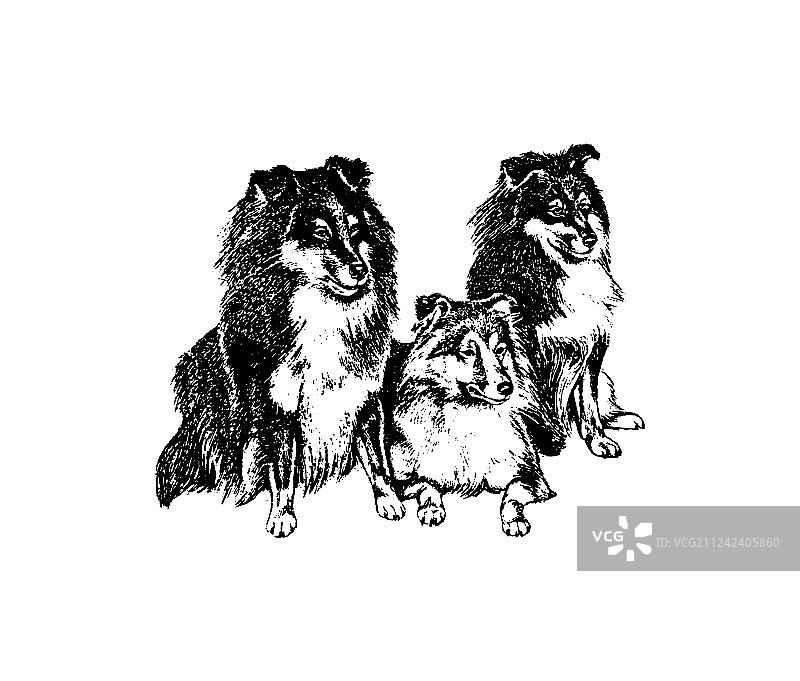 手绘复古柯利牧羊犬图片素材
