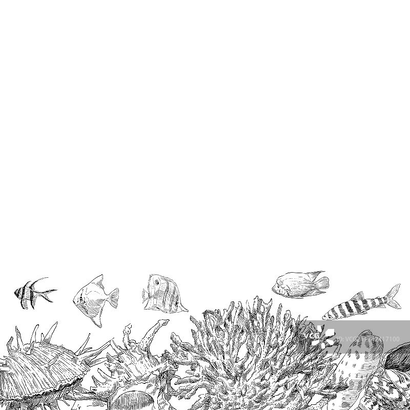 海底生物：鱼和珊瑚图片素材