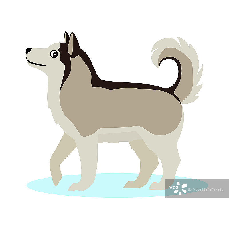 可爱的阿拉斯加雪橇犬图标图片素材