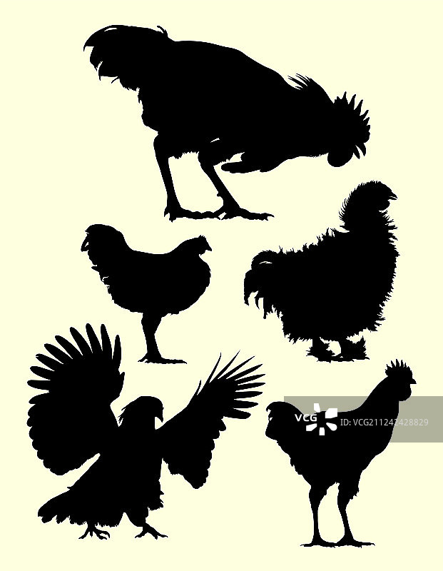 公鸡和小鸡的轮廓剪影图片素材