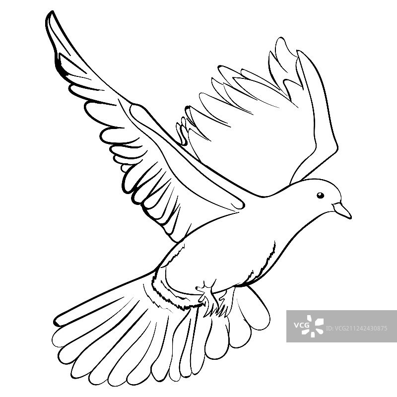 飞翔的白色鸽子素描图片素材