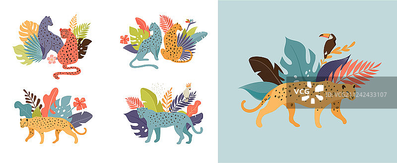 热带珍稀动物和鸟类：豹图片素材