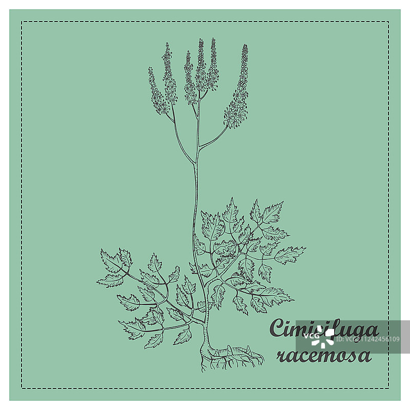 手绘升麻轮廓图片素材