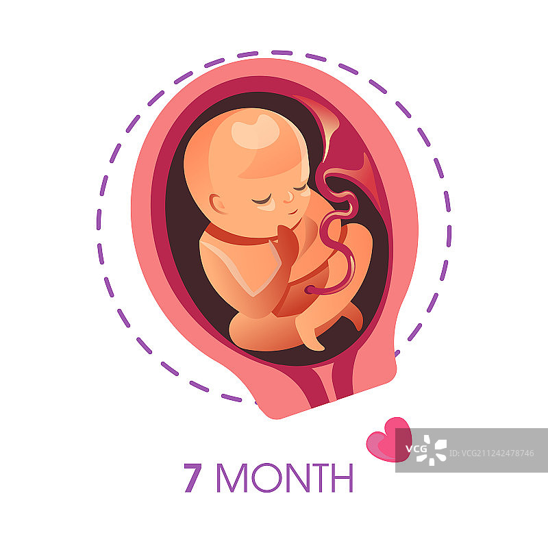 怀孕7个月的胎儿或胚胎图标图片素材