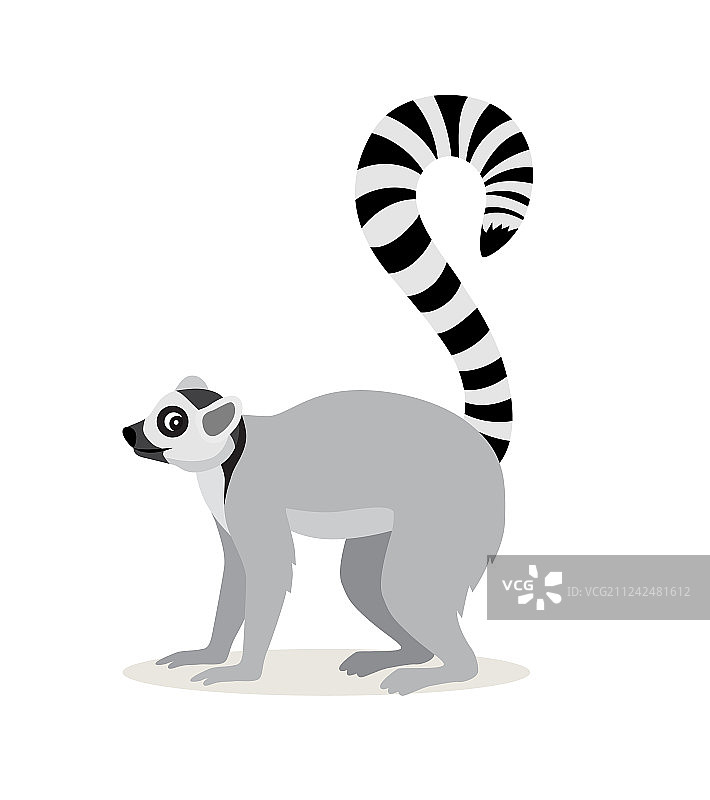 长着条纹长尾巴的可爱非洲动物狐猴图片素材