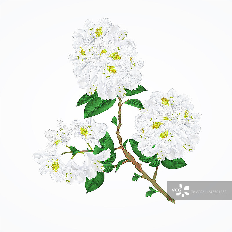 白色杜鹃花老枝图片素材