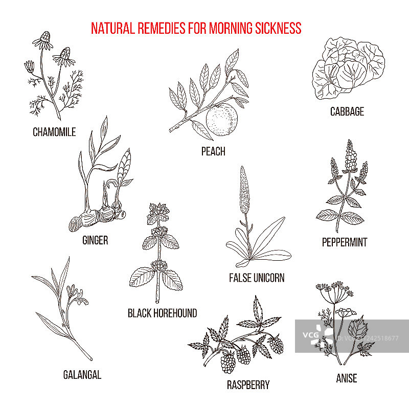 缓解孕吐草药图片素材