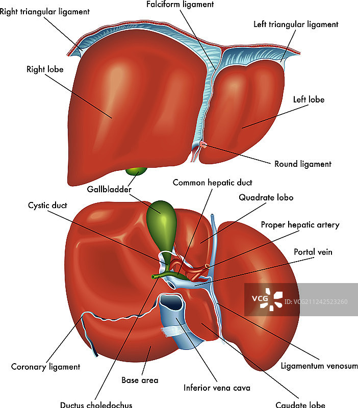 肝脏解剖图片素材