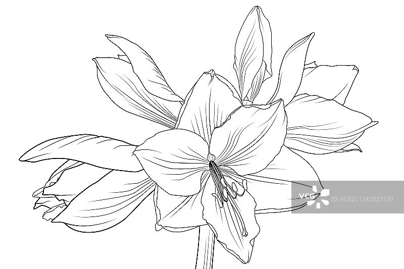 盛开的朱顶红图片素材