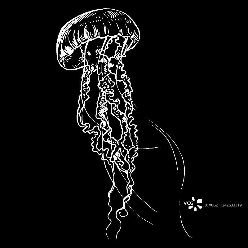 手绘水母图片素材