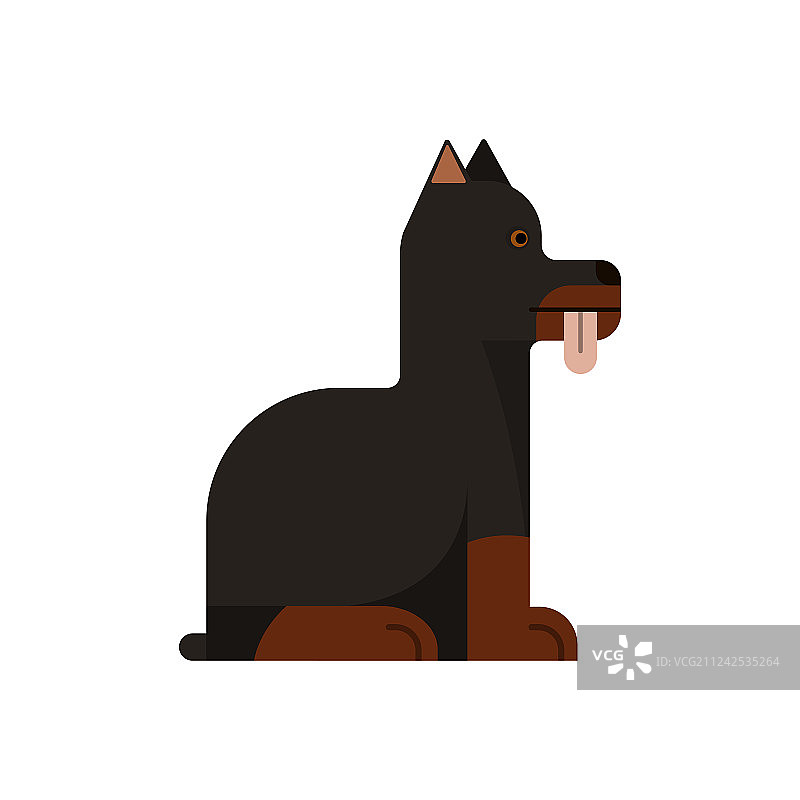 杜宾犬伸出舌头坐着图片素材