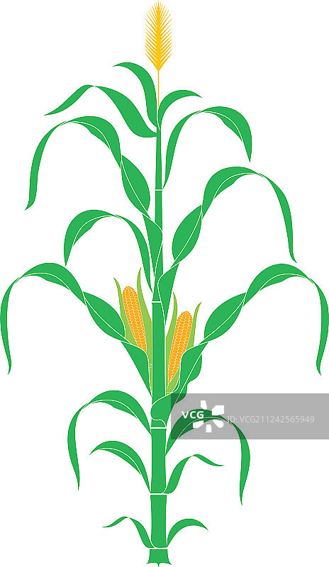 玉米秸秆植物图片素材