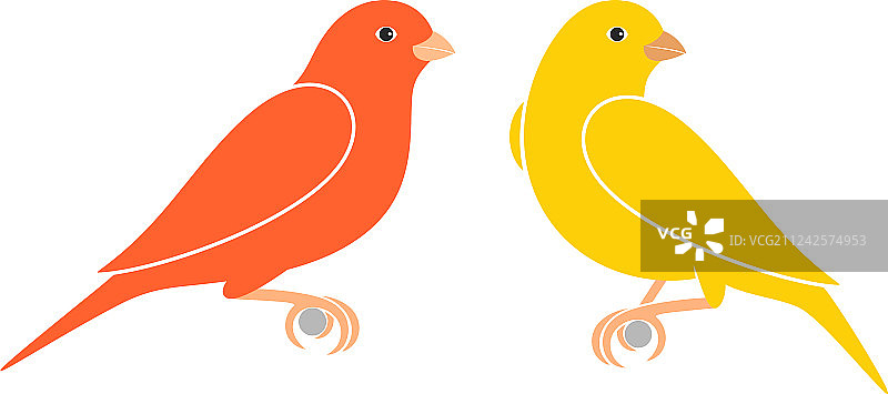 金丝雀图片素材