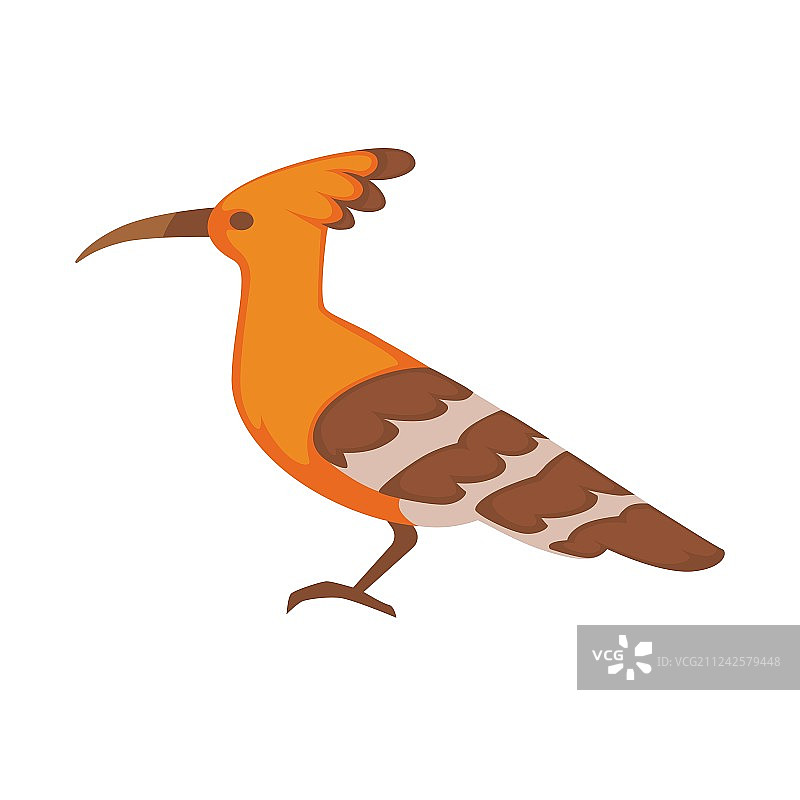 白色背景下的戴胜鸟图像图片素材