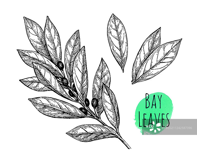 月桂树叶合集图片素材