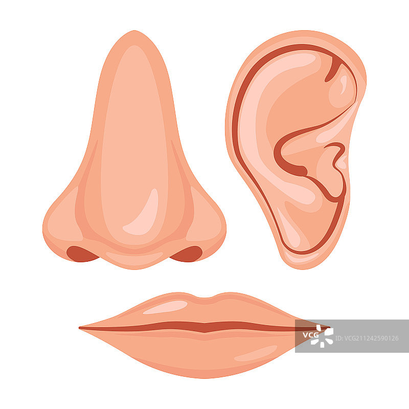 人体鼻子耳朵图片素材