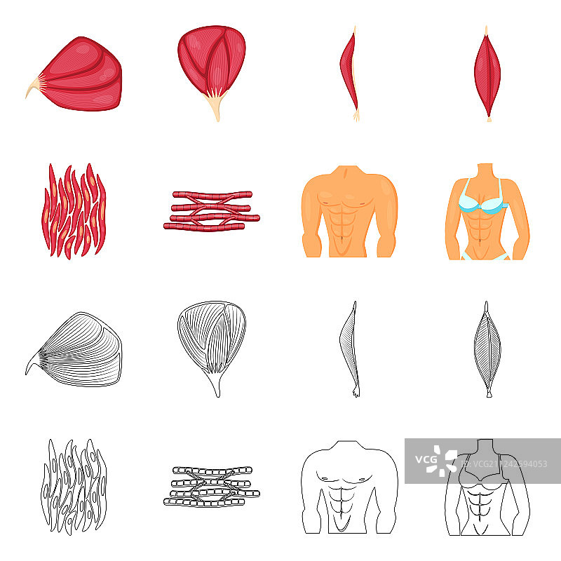 纤维和肌肉标志设计集图片素材