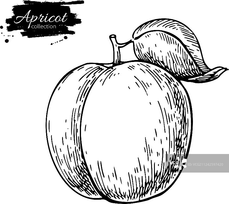 手绘杏子水果图片素材