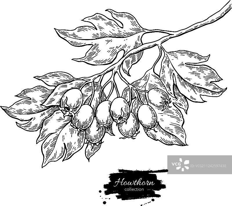 山楂树枝植物素描图片素材