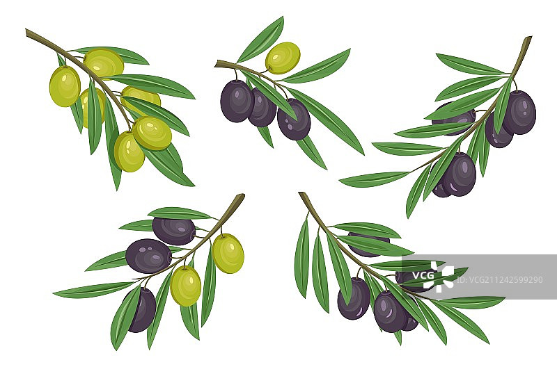 带有成熟和未成熟浆果的橄榄枝图片素材